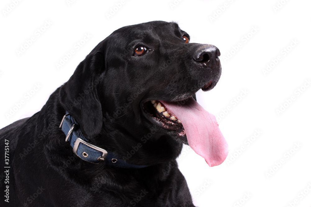 Cute Black Labrador