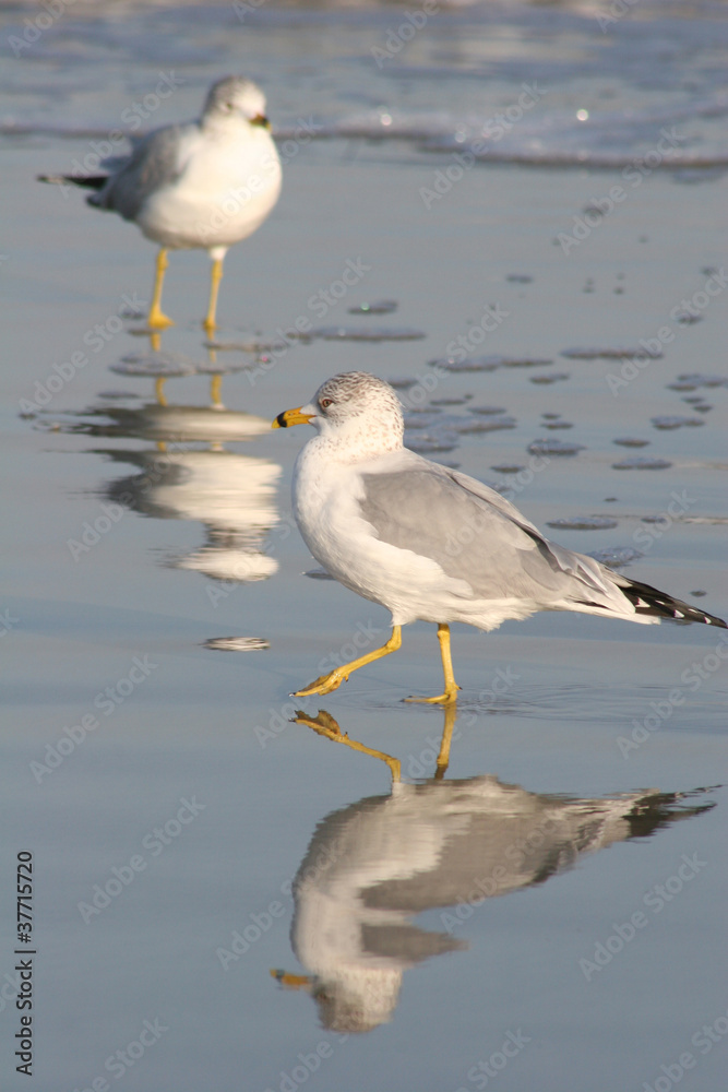 Gull Reflection Gull Reflection