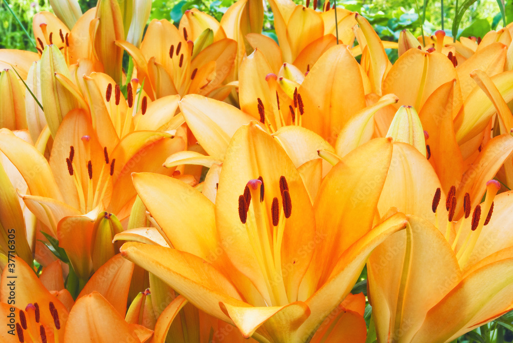 Bush of lilies Bush of lilies