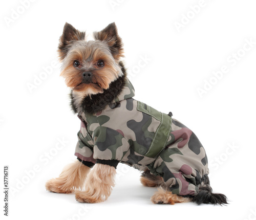 yorkshire terrier with camo jacket