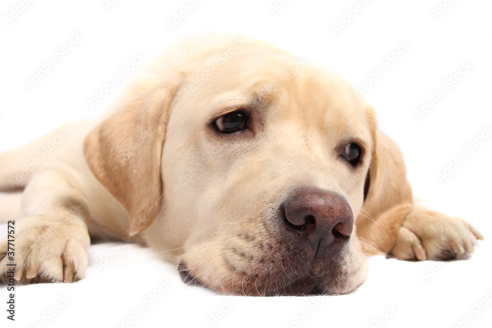 labrador retriever labrador retriever