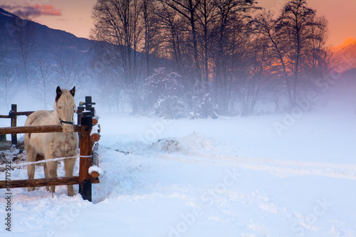 Fototapeta Naklejka Na Ścianę i Meble -  cavallo bianco nella neve