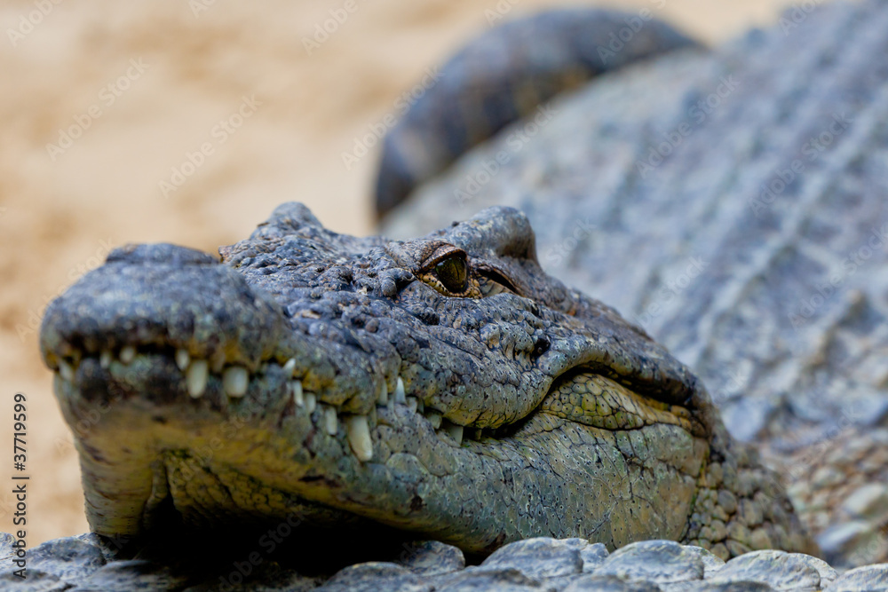 Obraz premium A nile crocodile, Crocodylus niloticus