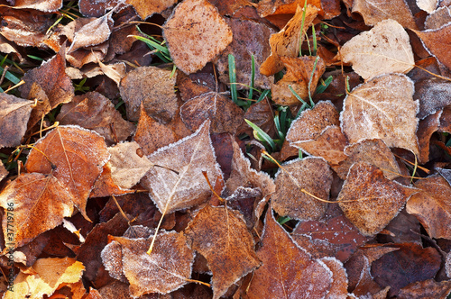 foglie morte coperte di brina