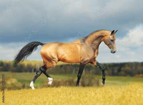 golden akhal-teke horse #37721300