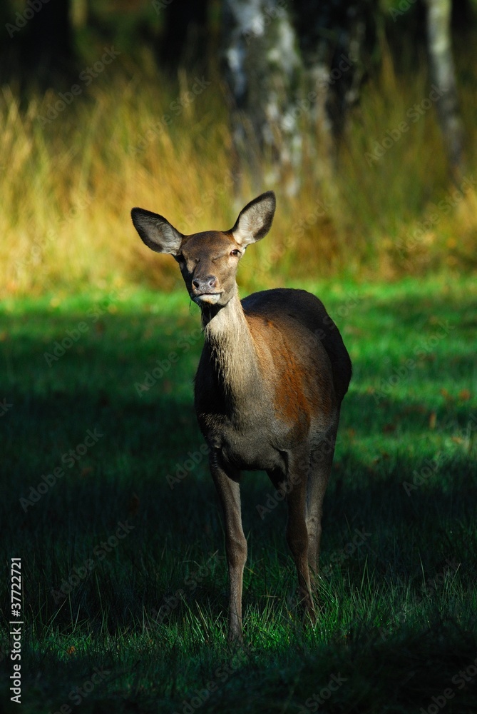 Fototapeta premium Rothirschkuh