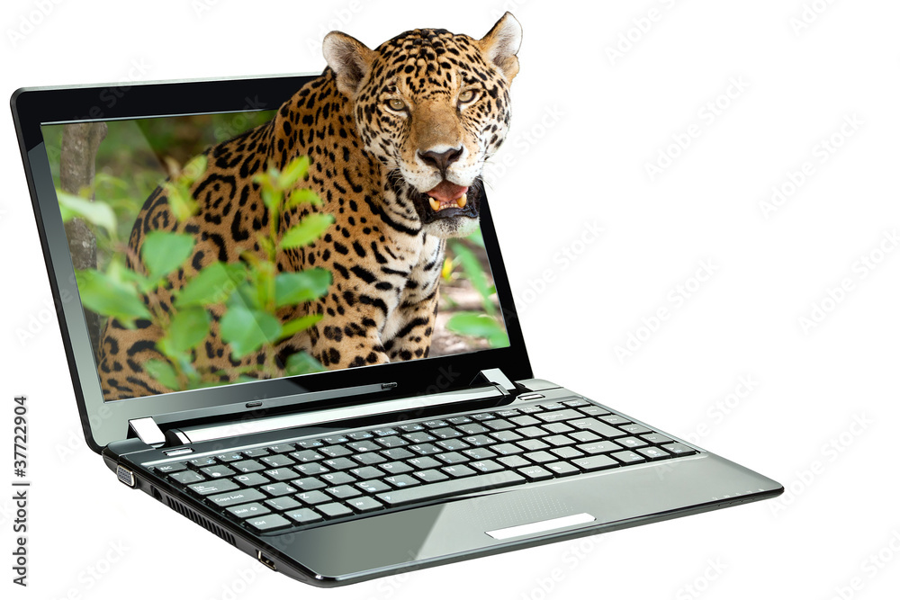 Fototapeta premium Black netbook with 3D jaguar on screen (my photo) over white