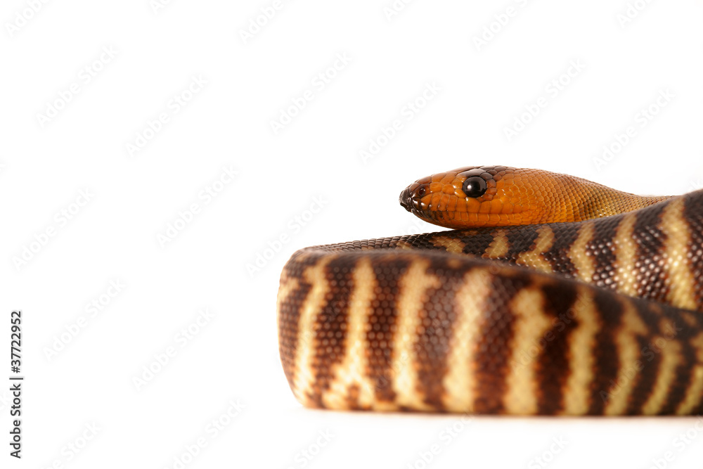 Fototapeta premium Schlange Snake würgeschlange python woma