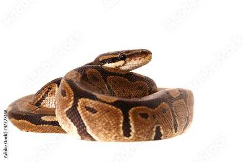 Snake ,Schlange ,Boa,Python,Python regius