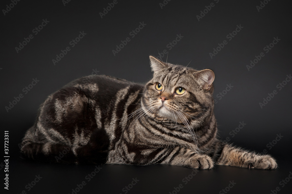 Obraz premium British cat black marble on black background