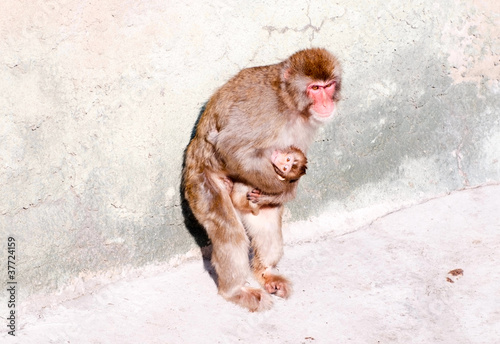 japanese macaque with infant photo