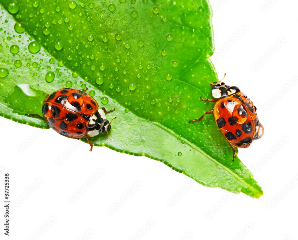 Fototapeta premium two ladybirds on a dewy leaf isolated