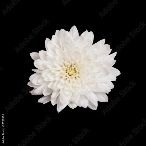 Foto open white chrysanthemum button  isolated on black