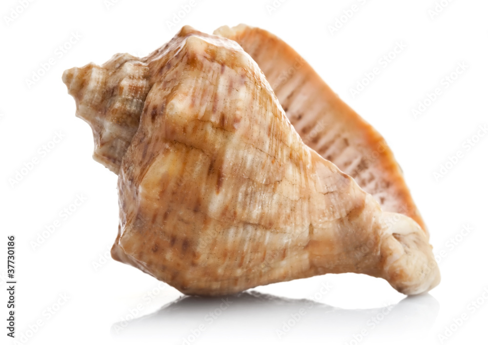 marine seashell isolated on white background marine seashell isolated on white background