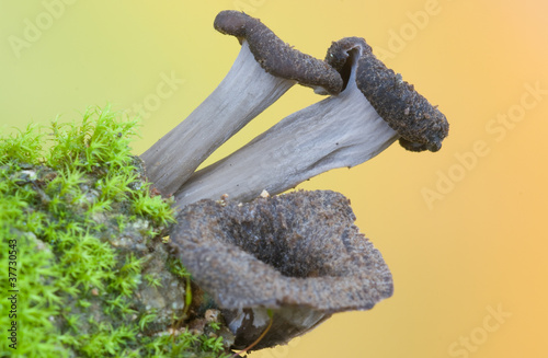 Craterellus cinereus.Trompette de la mort