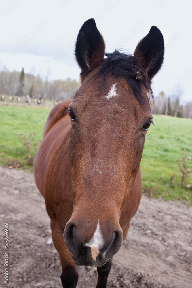 Horse portrait