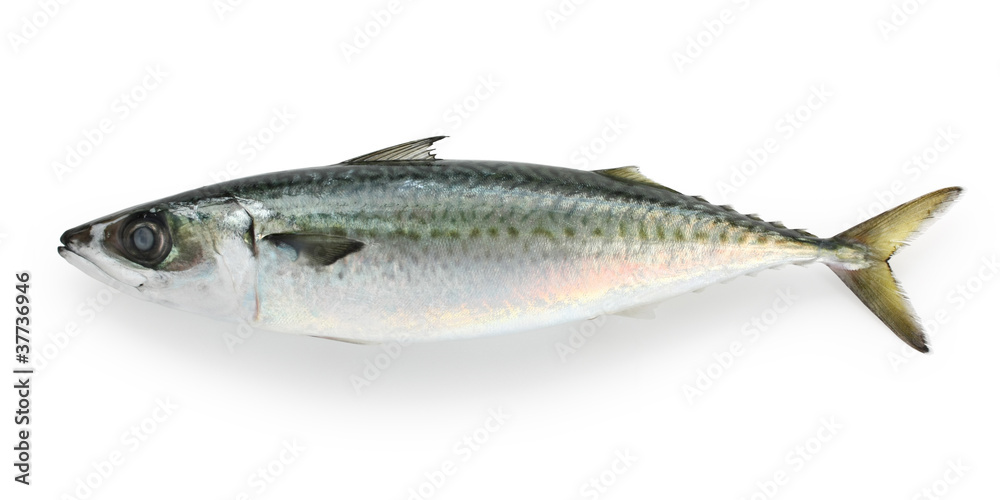 mackerel on a white background