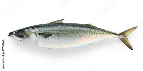 mackerel on a white background