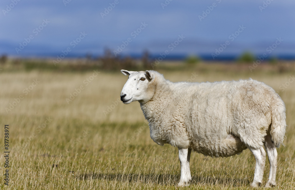 single sheep on grass in scottish highlands single sheep on grass in scottish highlands