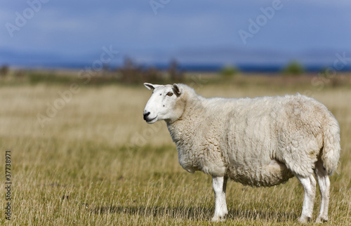 single sheep on grass in scottish highlands