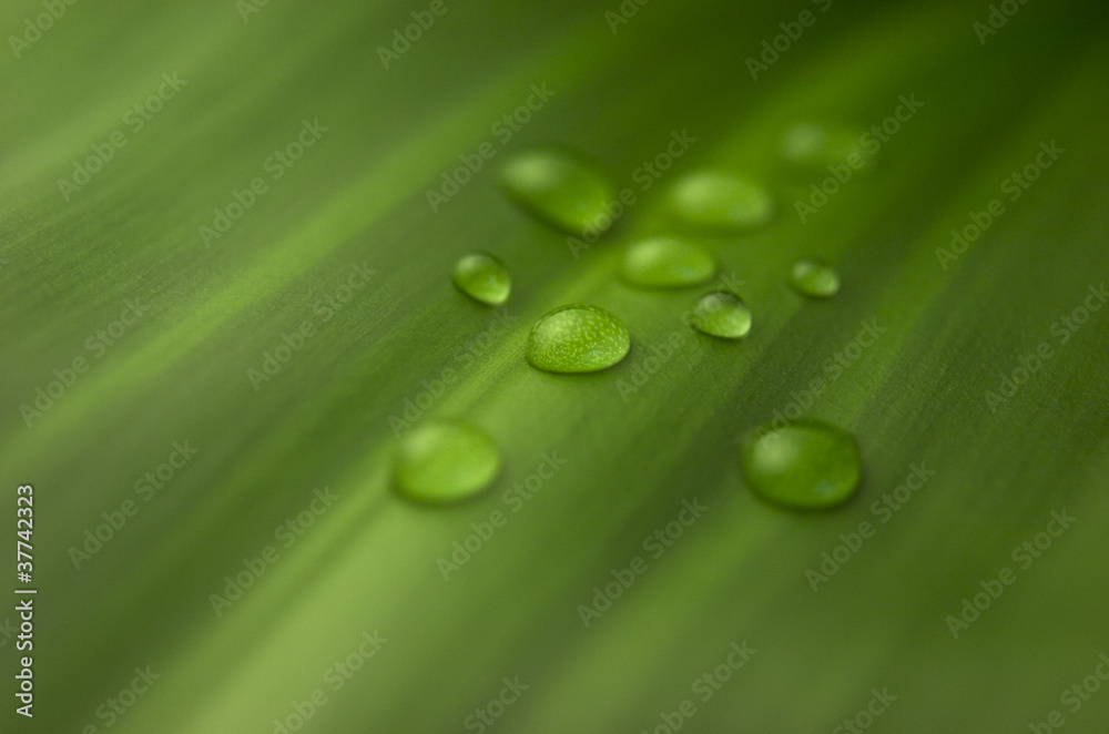 Fototapeta premium Lluvia. Gotas de agua en una hoja. Rocío.