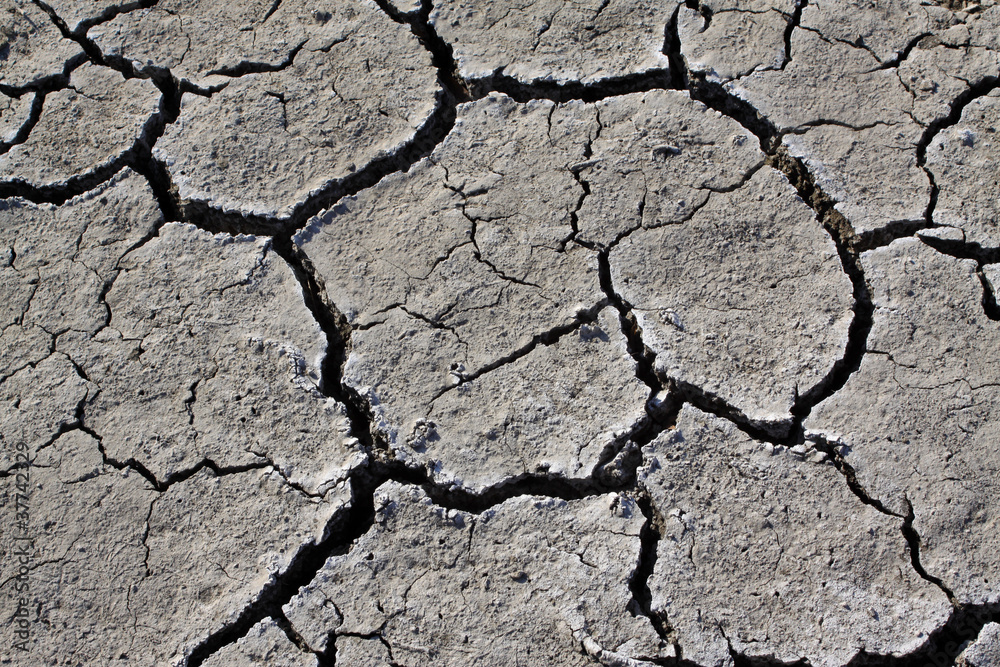 Fototapeta premium ground in the wild