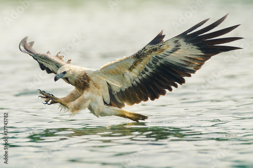 sea eagle spread his wings ready to attack his prey