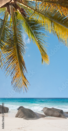 Fototapeta Naklejka Na Ścianę i Meble -  Seychelles : mer, plage, cocotier, galets