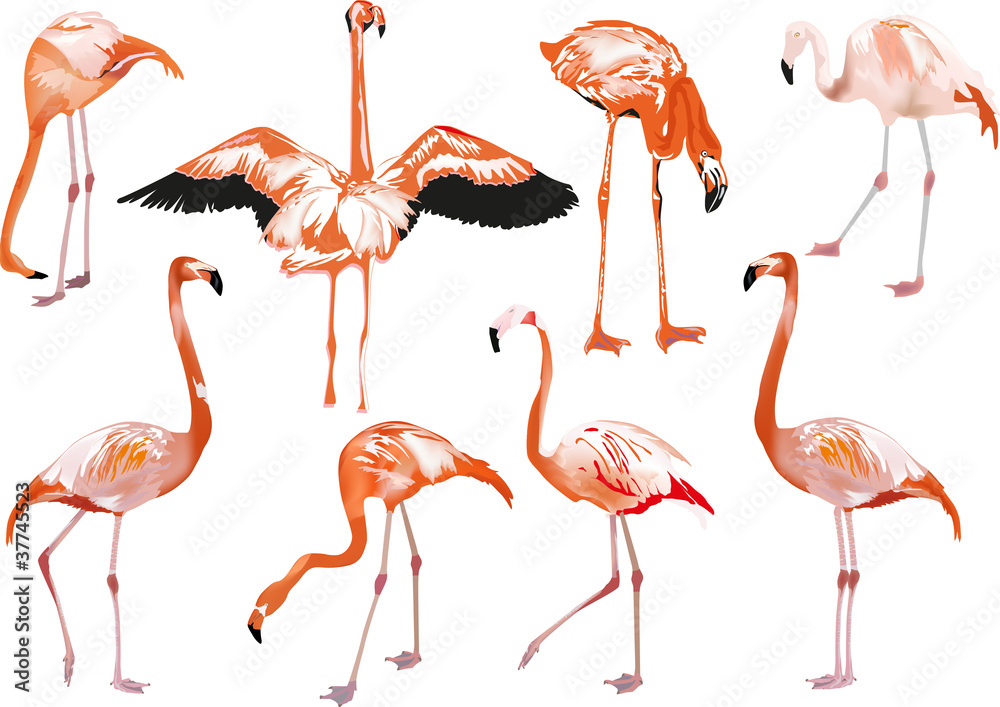 Naklejka premium set of eight pink flamingo on white