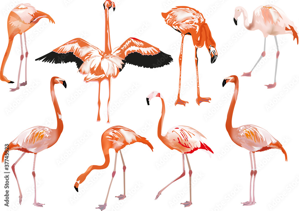 Obraz premium set of eight pink flamingo on white