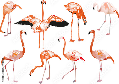 set of eight pink flamingo on white