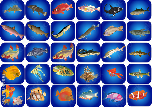 set of fishes on blue background
