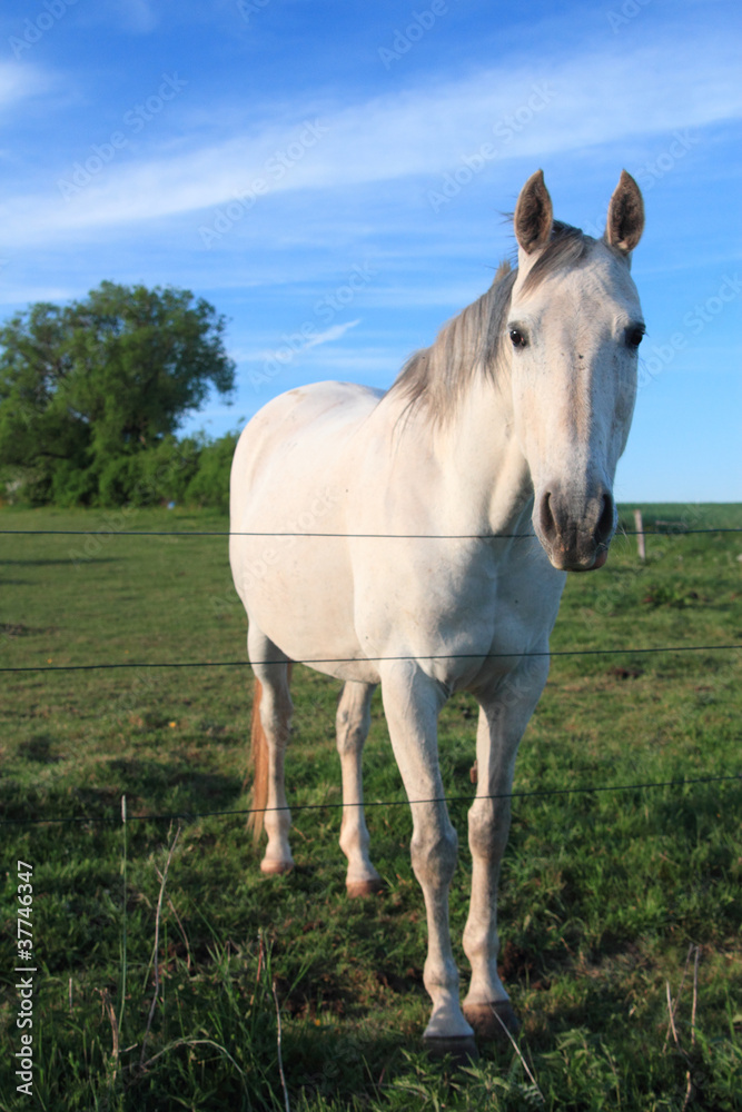 white horse white horse