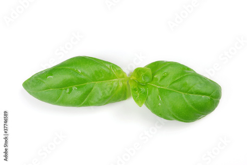 Grüne Blätter Basilikum auf weißem Hintergrund