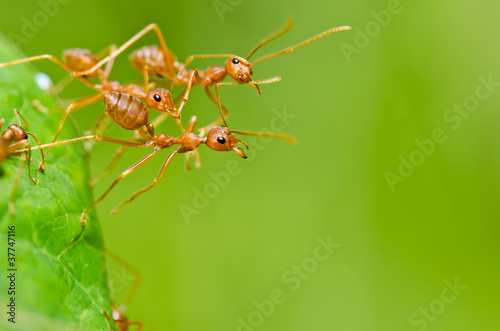 red ant in green nature © sweetcrisis