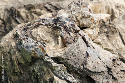 Distinct circular layers of Stromatolite, Salkhan fossil park