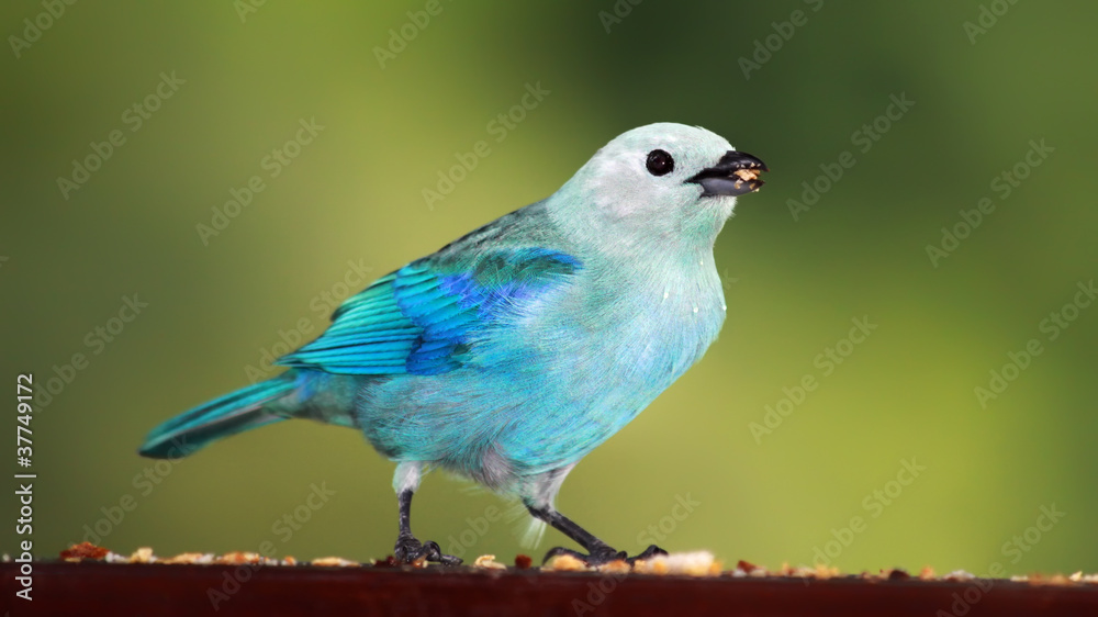Fototapeta premium Portrait Blautangare (Thraupis episcopus), Tobago