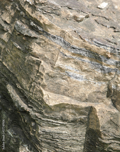 Clear visible silica band in the fossil rock, Salkhan