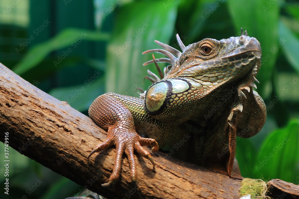 Fototapeta premium iguana in a dragon year