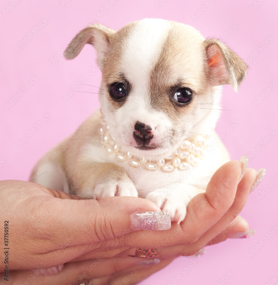portrait of a cute purebred puppy chihuahua with pearl collar