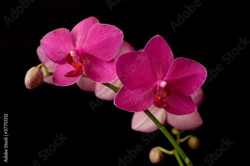 purple orchid phaleanopsis on dark