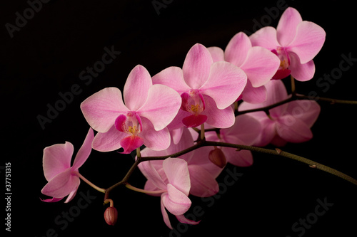 pink orchid phaleanopsis on dark