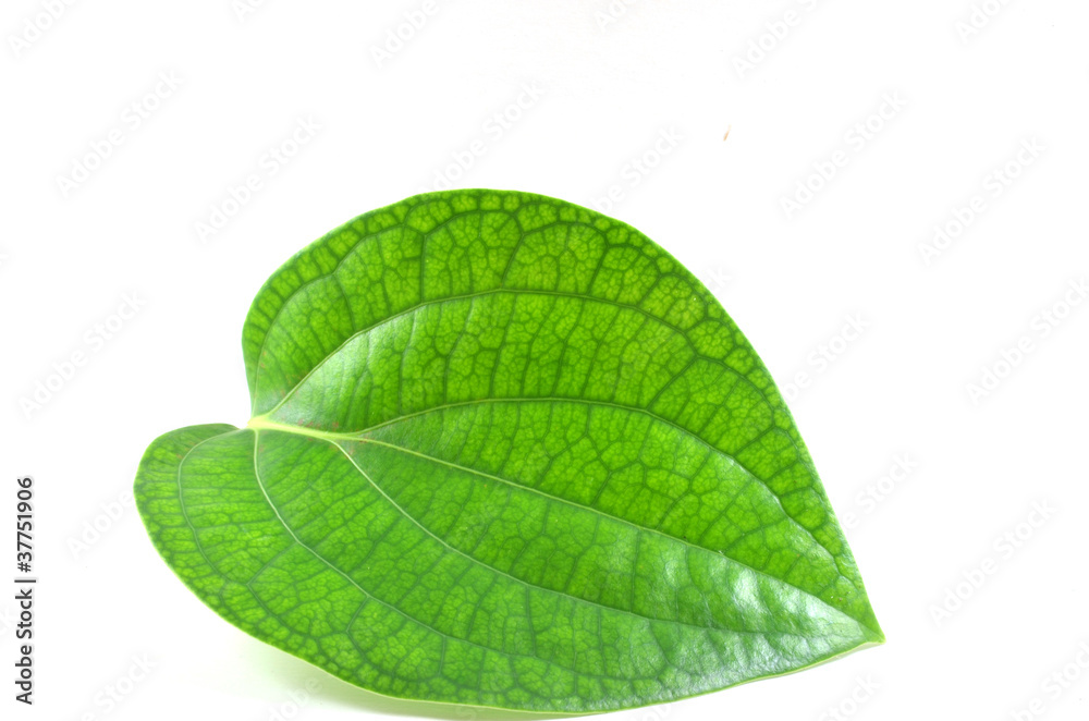 Obraz premium Piper Betle Linn