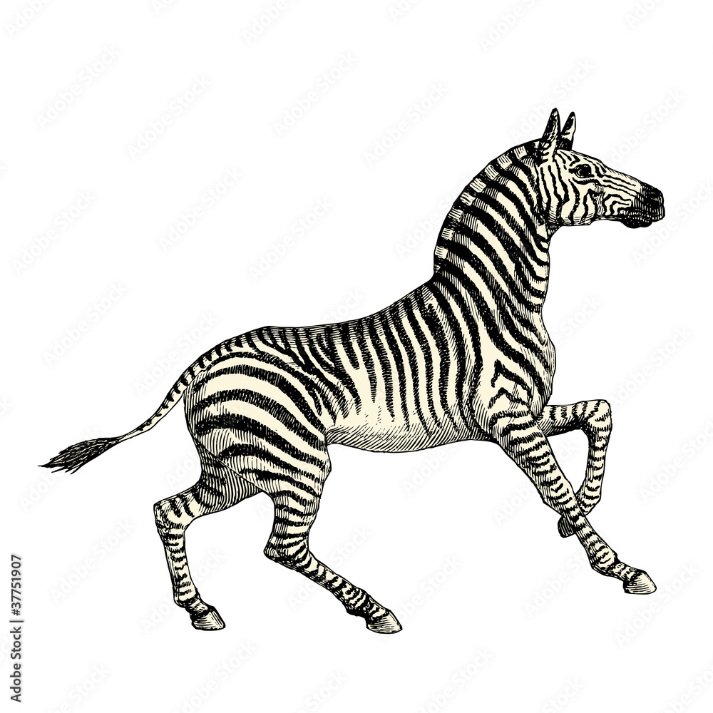 Zèbre
