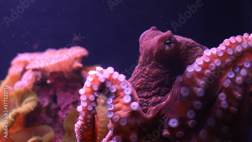 Small octopus moves in an aquarium