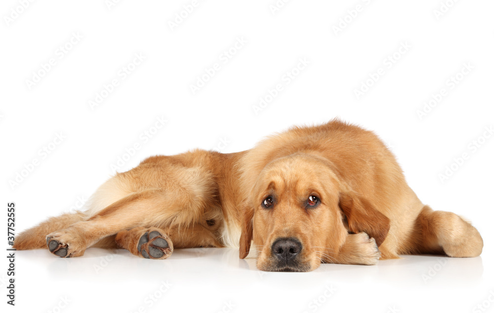 Golden Retriever puppy lying on the floor