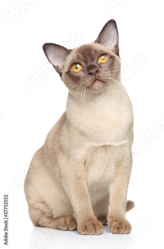 Burmese cat