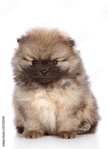 Portrait of a pomeranian spitz puppy