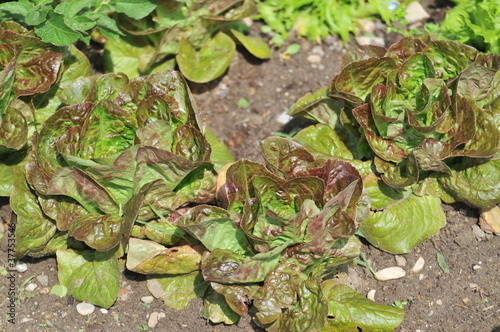 salade agriculture