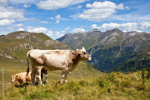 Alpine cows. © Mariusz Niedzwiedzki